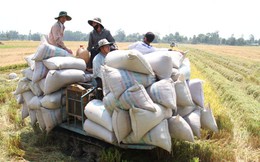 Tại sao giá gạo xuất khẩu VN thấp nhất thế giới?