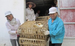 Gà từ 24 quốc gia đang ‘tấn công’ gà Việt Nam