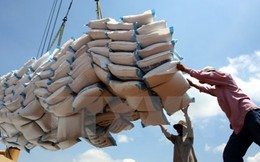 Hiệp hội Lương thực dự báo xuất khẩu gạo sẽ khả quan hơn từ quý 4