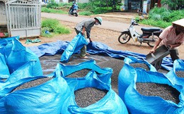 Nhà nhập khẩu cảnh báo chất lượng tiêu Việt Nam