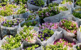 Báo Nhật: Không lâu nữa, Việt Nam sẽ trở thành trung tâm sản xuất hoa ở Châu Á