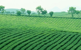 Hà Nội thúc tiến độ cấp giấy sử dụng đất nông, lâm trường