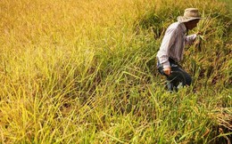 ​Indonesia muốn mua gạo của Việt Nam và Thái Lan