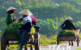 Việt Nam cần 30 tỷ USD để thực hiện Chiến lược tăng trưởng xanh