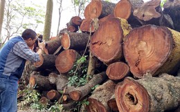 Thành ủy Hà Nội yêu cầu làm rõ vụ thay thế 6.700 cây xanh
