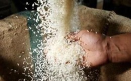 Ai Cập tạm bỏ lệnh cấm xuất khẩu gạo do năng suất lúa tăng