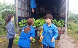 Hơn 130 tấn chuối tại Vĩnh Phúc đã được “giải cứu”