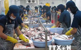 Tạm hoãn thời điểm thực hiện 2 quy định mới về xuất khẩu cá tra