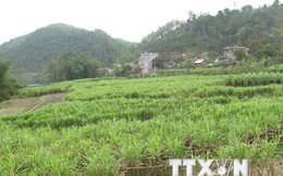 WB thông qua khoản tín dụng 100 triệu USD giúp Việt Nam giảm nghèo