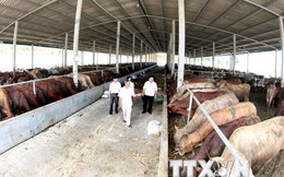 Hoàng Anh Gia Lai sẽ ra mắt thương hiệu thịt bò trong năm 2016