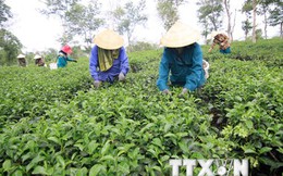 Ngành chè Việt Nam "nói không" với thuốc bảo vệ thực vật Fipronil