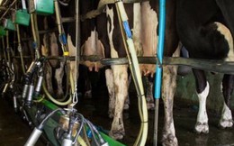 Bỉ chi gần 80 triệu euro nhằm vực dậy ngành bơ sữa và chăn nuôi