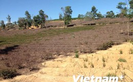 Nghệ An: Nhiều xí nghiệp chè "điêu đứng" vì giao khoán đất đai