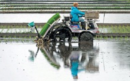 Nông dân Nhật hướng tới sản xuất thóc gạo giá rẻ để xuất khẩu
