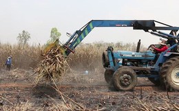 Vì sao Thái Lan luôn lấn lướt Việt Nam trong sản xuất và kinh doanh mía đường?