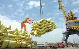 Xuất khẩu gạo sang châu Âu: Quan trọng là gạo phải ngon