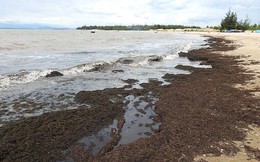 Rong biển chết khô dạt bờ hàng trăm mét tại Quảng Bình