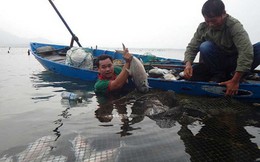 Thừa Thiên-Huế: Cá chết trắng lồng chưa rõ nguyên nhân