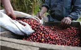 Mưa lớn ảnh hưởng tới thu hoạch và xuất khẩu cà phê