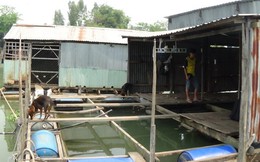 Hàng trăm bè cá chết ở An Giang: hỗ trợ 7-10 triệu đồng/100m3