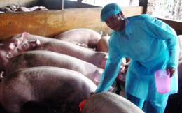 Biên Hòa: Phát hiện gần 1.000 con heo nuôi bằng chất cấm