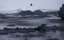 Bắc Cực nóng kỷ lục dịp Giáng sinh