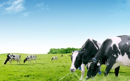 Đưa giám đốc phát triển vùng nguyên liệu làm CEO GTNfoods, Vinamilk khẳng định sẽ giúp Mộc Châu Milk phát triển trang trại bò sữa ứng dụng công nghệ cao