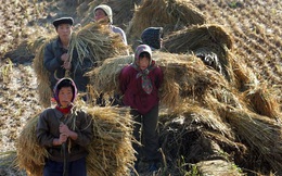 Triều Tiên có nguy cơ thiếu gần 700.000 tấn lương thực