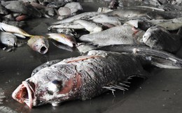 Vụ cá chết ở miền Trung: Loại bỏ nguyên nhân do tràn dầu, động đất, sóng thần