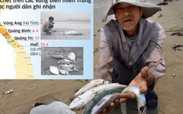 Bộ và các tỉnh họp về vụ cá chết ở bờ biển miền Trung