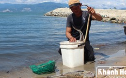 Cá chết hàng loạt tại vùng biển Khánh Hòa