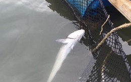 Cá chết ở Bà Rịa – Vũng Tàu: Có phải do ô nhiễm môi trường?