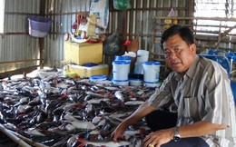 Làm rõ vụ cá chết hàng loạt trên sông Cái Vừng