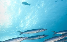 Doanh nghiệp sản xuất cá sạch này dự báo sẽ “trúng lớn” sau vụ Formosa