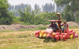 “1 triệu ha lúa là đủ cho Việt Nam”