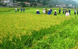 Chính phủ được đề nghị mạnh tay thu hồi đất nông nghiệp lãng phí