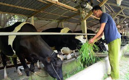 Sau chỉ đạo của Bí thư Đinh La Thăng: Trên 900 hộ dân nuôi bò vẫn lao đao vì chưa bán được sữa