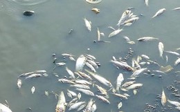 ​Cá chết hàng loạt vì nắng hạn ở Campuchia