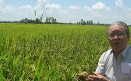 Không công nghệ cao, gạo Campuchia vẫn ngon nhất thế giới