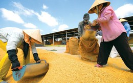 Gạo Việt mập mờ ở Trung Quốc, bát nháo nội địa