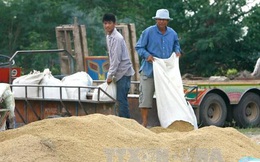 Thái Lan bán 755.000 tấn gạo dự trữ