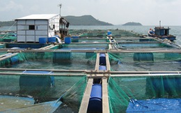 Thương lái Trung Quốc thao túng cá nuôi