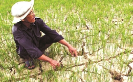 Khủng hoảng sông Mekong và hạn hán “bóp nghẹt” ruộng lúa Việt Nam