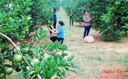 Đồng bào dân tộc Thái 'tập' trồng cam