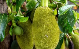 Việt Nam đang sở hữu một loại quả được mệnh danh là "cứu tinh của thế giới"