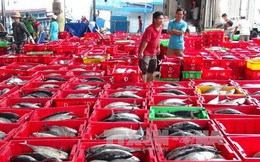 Ngư dân Khánh Hòa "được mùa" với cá ngừ sọc dưa