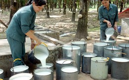 Quý I, Trung Quốc vẫn là thị trường tiêu thụ cao su chủ yếu