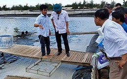 Tôm chết hàng loạt không phải do thay nước biển?