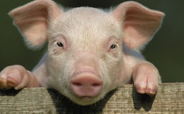 Hàng triệu người sẽ chết vì nhờn thuốc kháng sinh: Thịt lợn Trung Quốc chính là nguyên nhân