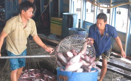 Giá cá tra bất ngờ tăng vọt, nông dân tiếc hùi hụi